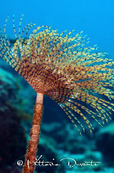 Sabella worm by Vittorio Durante 